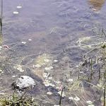 Pine Ridge Campground