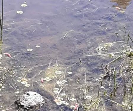 Pine Ridge Campground