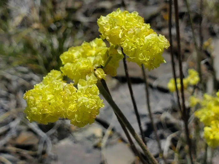 Eagle campground Picture 2