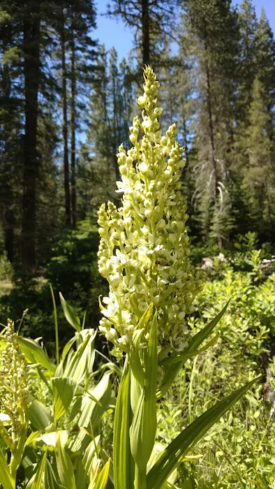 Gurnsey Creek Campground Picture 7