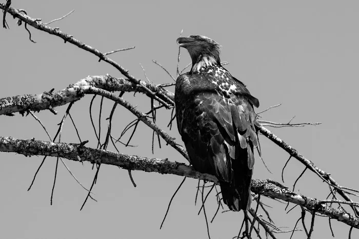 Almanor Ranger District Picture 1
