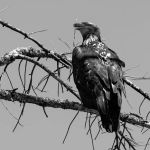 Almanor Ranger District