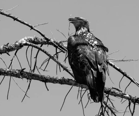 Almanor Ranger District