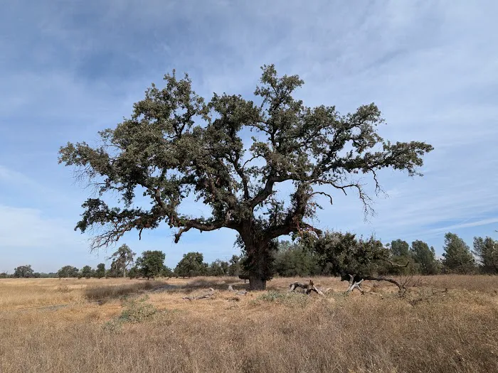 Sycamore Grove Campground Picture 2