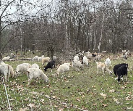 Sycamore Grove Campground