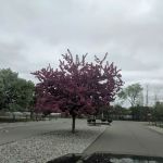 Nesen's Countryside Inc