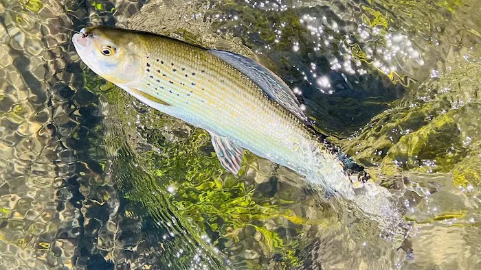 Elk Lake Dispersed Camping and Picnic Area Picture 3
