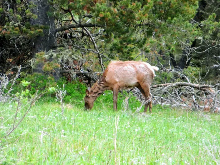 Beaver Creek Campground Picture 6