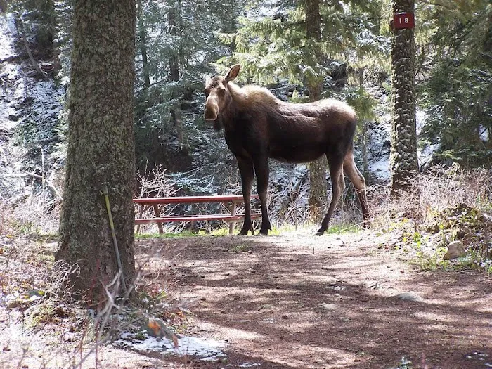Campfire Lodge Resort Picture 7