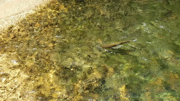 CABIN CREEK CAMPGROUND Picture 10