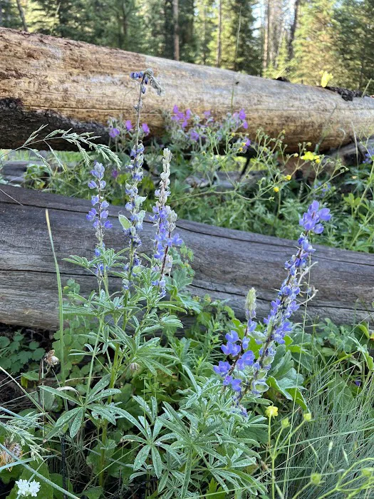 Upper Dailey Creek WF2 Picture 3