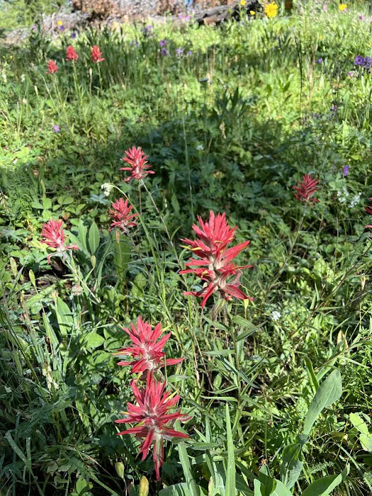 Upper Dailey Creek WF2 Picture 4