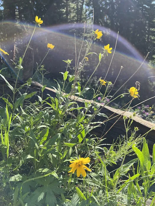 Upper Dailey Creek WF2 Picture 7