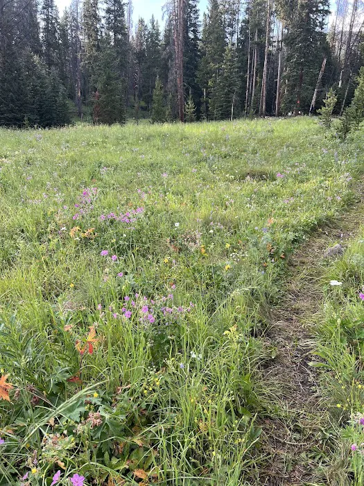 Upper Dailey Creek WF2 Picture 8