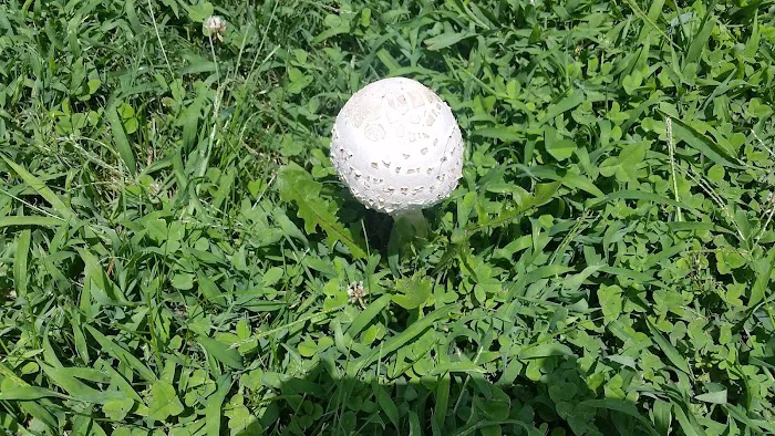 Treehaven Mobile Home Park Picture 7