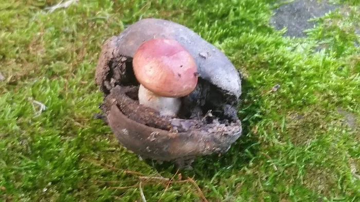 Treehaven Mobile Home Park Picture 2