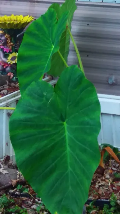 Treehaven Mobile Home Park Picture 1