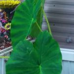 Treehaven Mobile Home Park