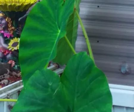 Treehaven Mobile Home Park