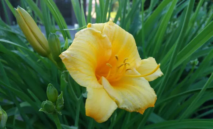 Yorktowne Mobile Estates Association Picture 8