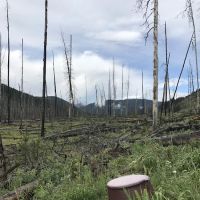 Specimen Creek Junction ico