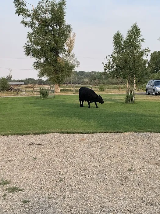 Springs Campground Picture 1