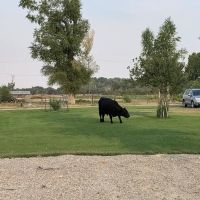 Springs Campground ico