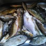 Shangri-La Village Homes