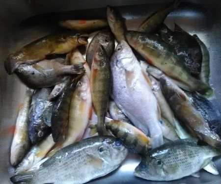 Shangri-La Village Homes