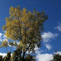 Seaway Trailer Court ico