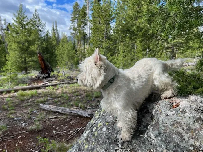 Smokey Lodge Picture 2