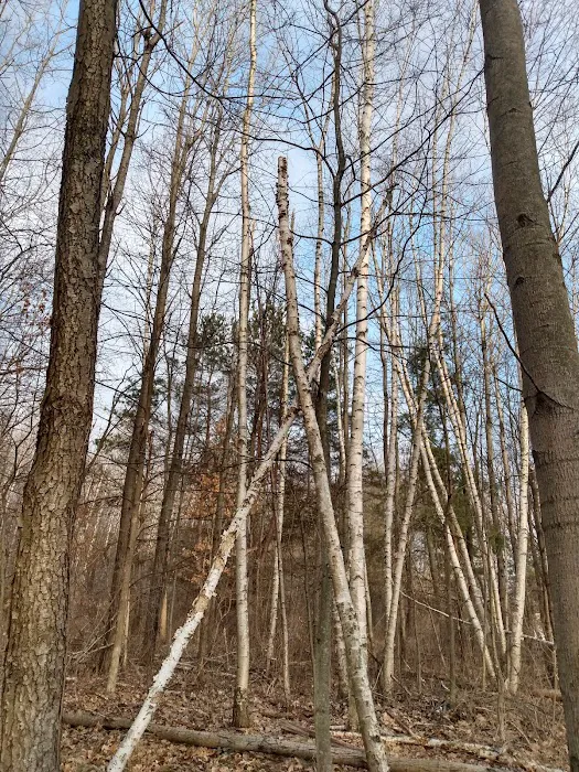 Cabin Creek Recreation Camp Picture 4