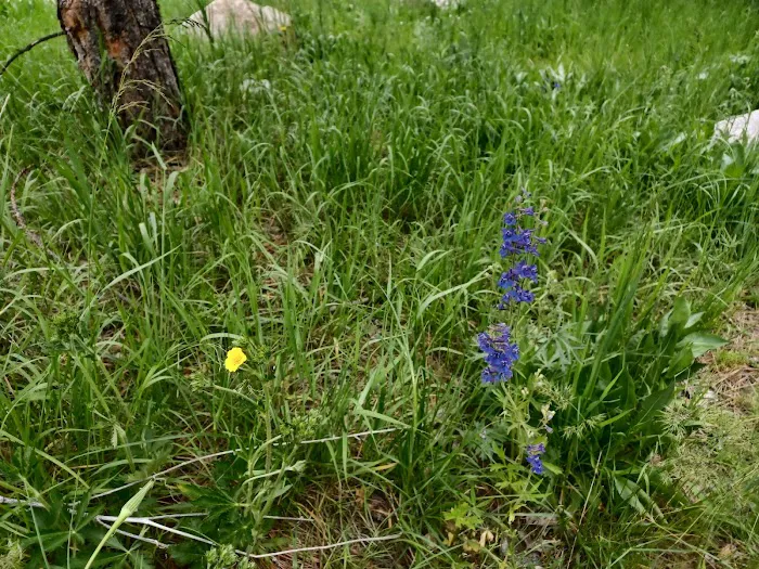 Elks Flat Campground Picture 5