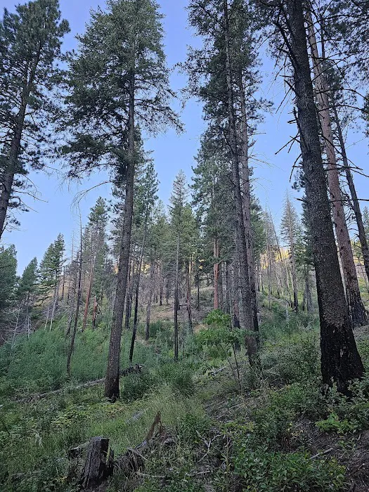 Dog Creek Campground Picture 8