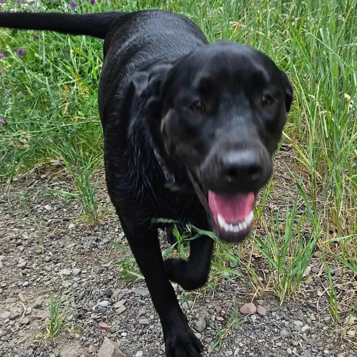 Dog Creek Campground Picture 4