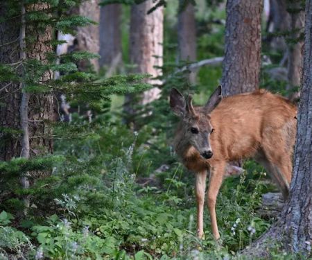 Big Roaring River Lake Campground