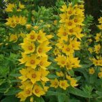 Heritage Hills Mobile Home