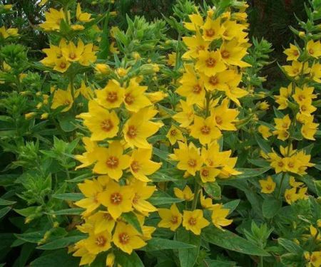 Heritage Hills Mobile Home