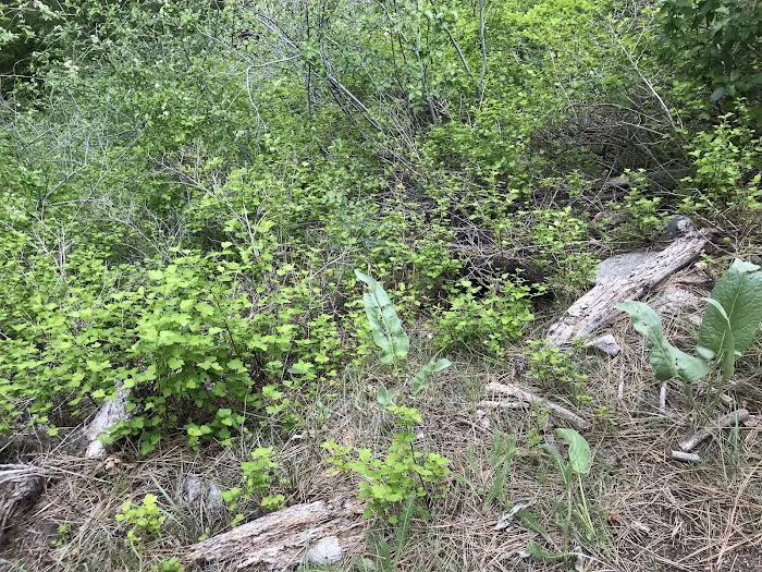 Cottonwood Campground Picture 9