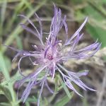 Grayback Gulch Campground
