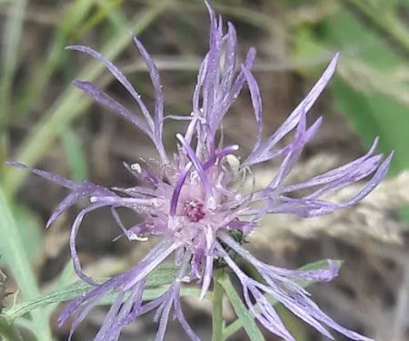 Grayback Gulch Campground