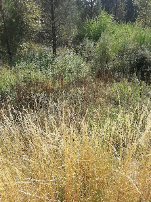 Grayback Gulch Campground Picture 5