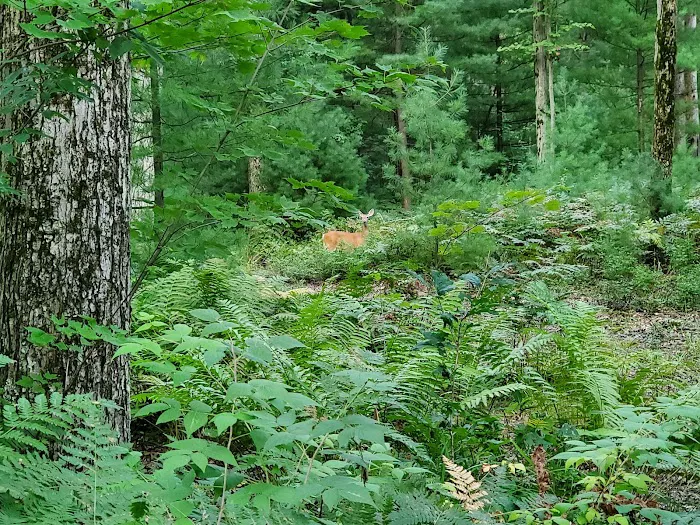 Stolkholm Forest Village Mobile Home Park Picture 2