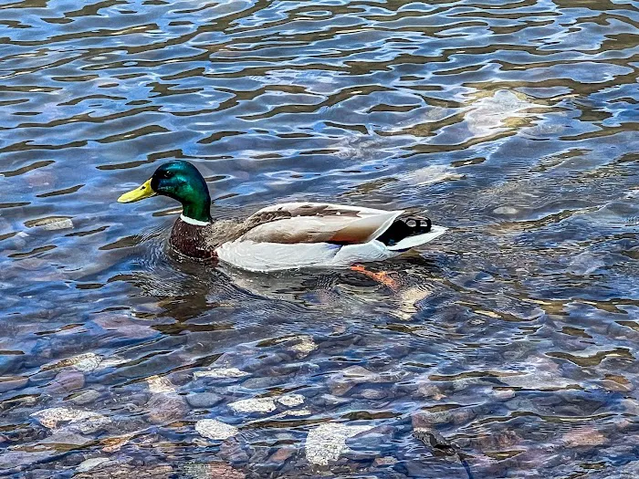 Macks Creek Park Picture 1