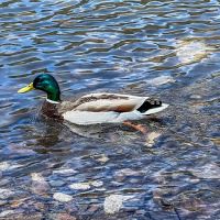 Macks Creek Park ico