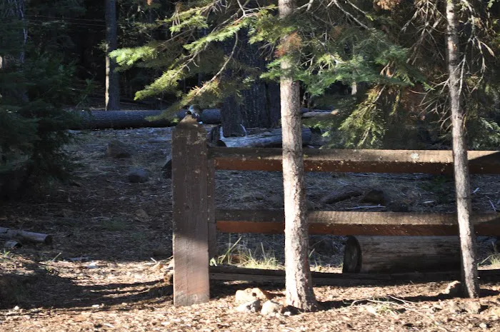 PSEA, Camp Almanor PRIVATE CAMP Picture 6