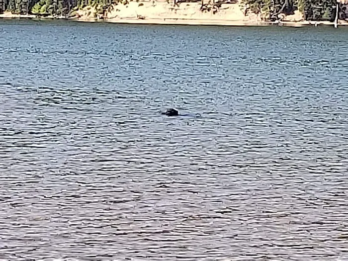 Ponderosa Flat Campground Picture 8