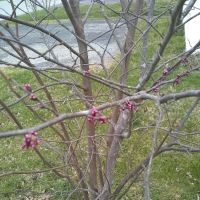 Spurlin Mobile Home Park ico