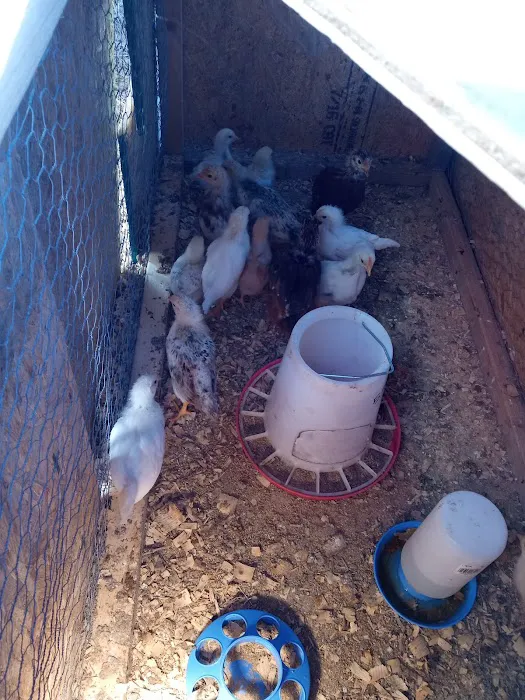 Dixie Plaza Mobil Home Park Picture 2