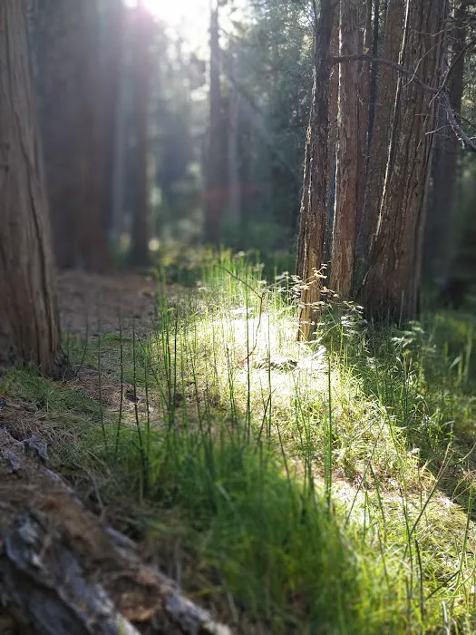 Cherry Hill Campground Picture 2